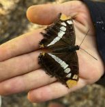 Mariposa posada en la mano de un niño