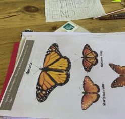 Cuadernillo de estudio de la naturaleza sobre mariposas monarca